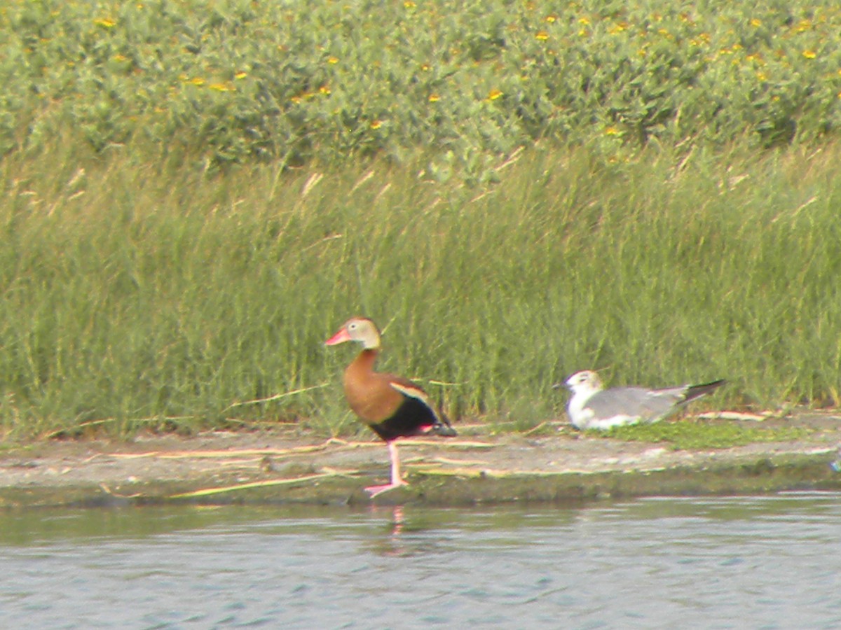 Dendrocygne à ventre noir - ML457732451