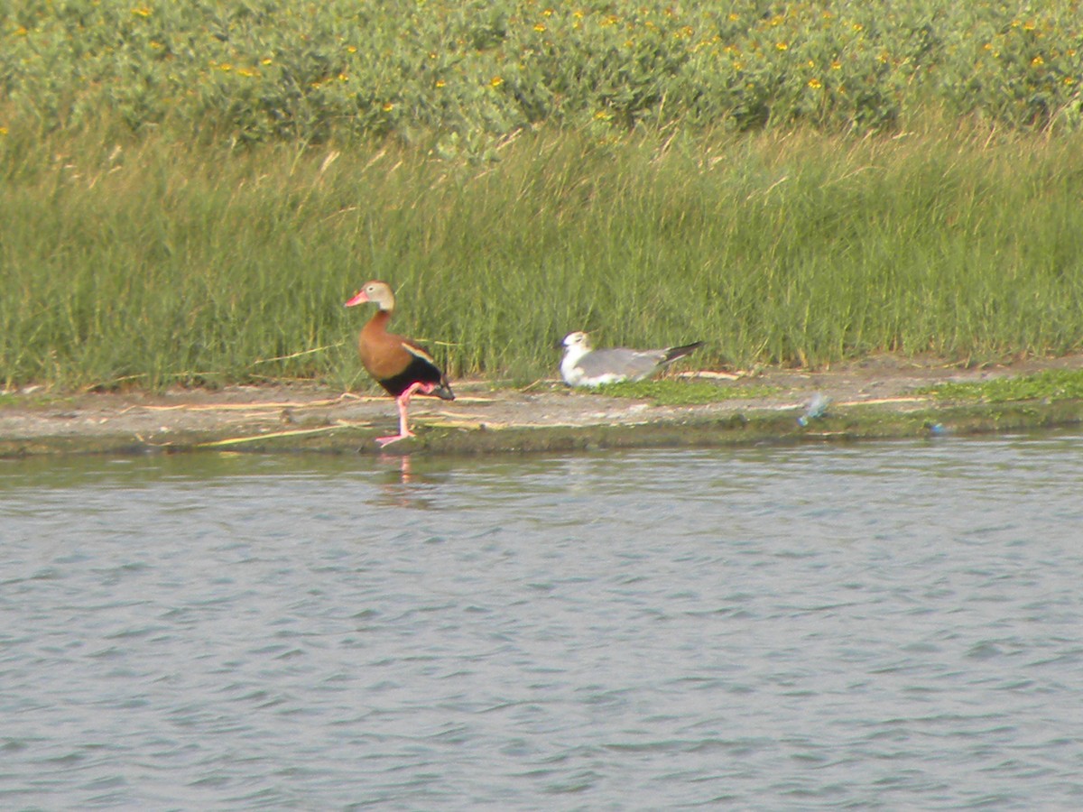 Dendrocygne à ventre noir - ML457732461