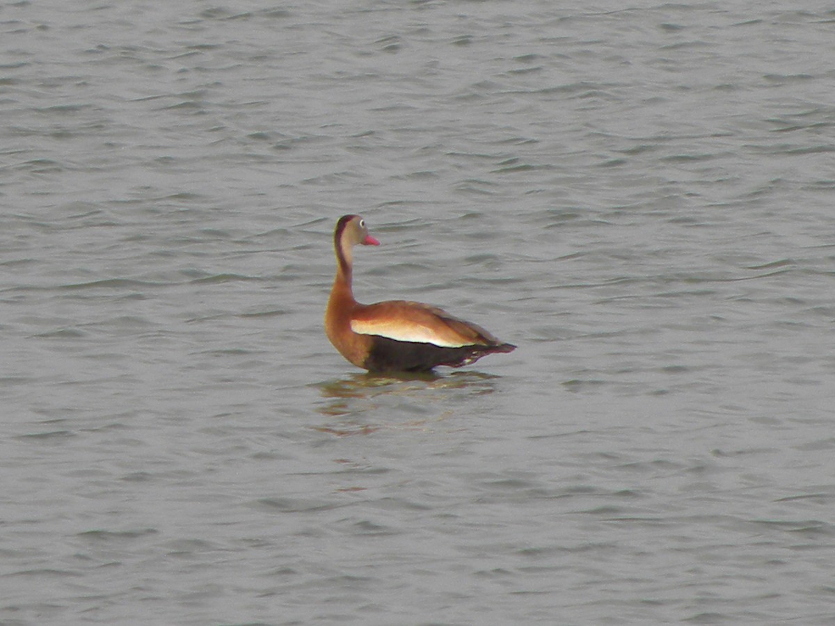 Dendrocygne à ventre noir - ML457732511