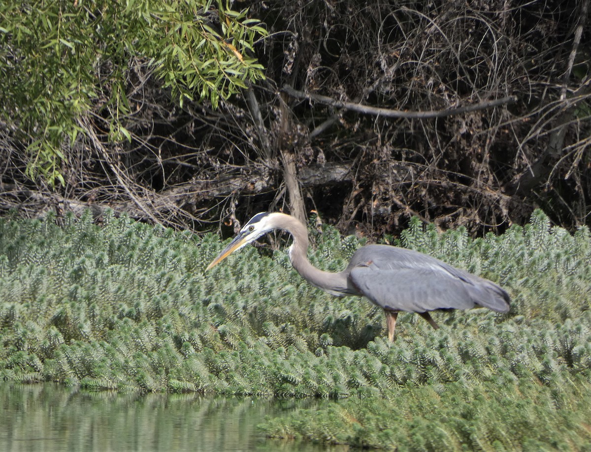 Great Blue Heron - ML457732801