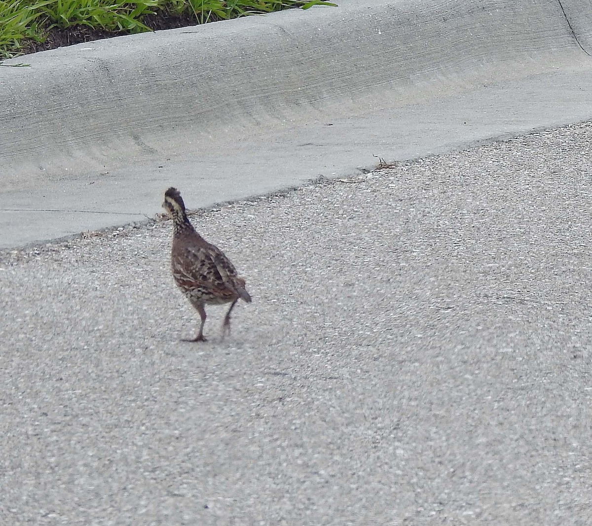 Northern Bobwhite - ML457734151