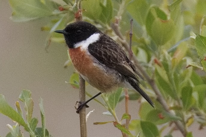 European Stonechat - ML457735261