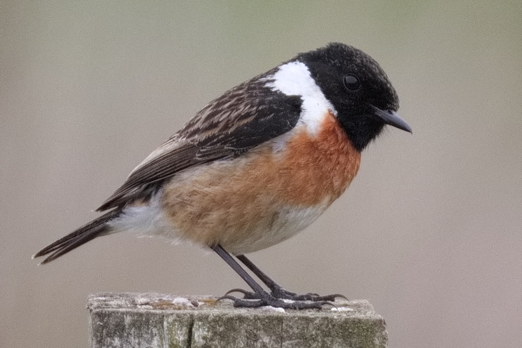 European Stonechat - ML457735301