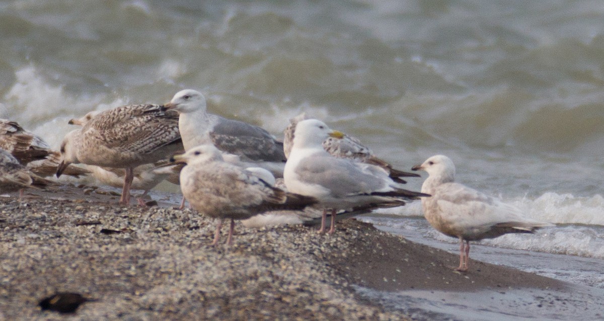 American Herring x Great Black-backed Gull (hybrid) - Brandon Holden