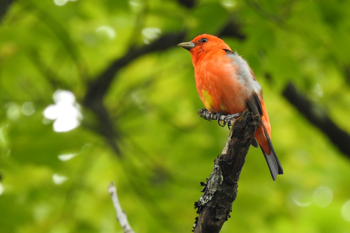 Scarlet Tanager - ML457735551
