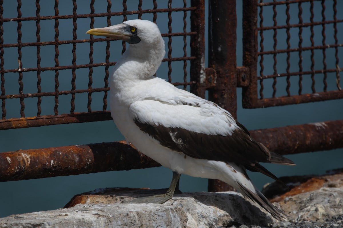 Nazca Booby - ML457736311