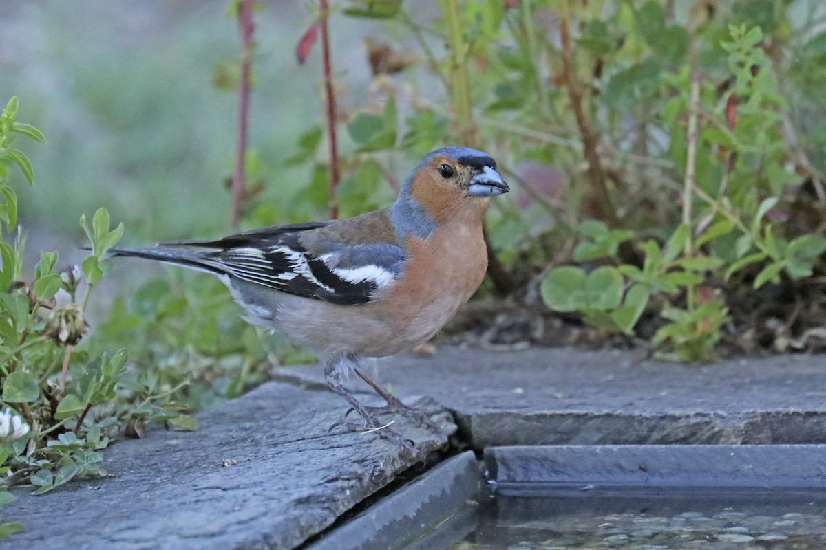 Common Chaffinch - Francisco Barroqueiro