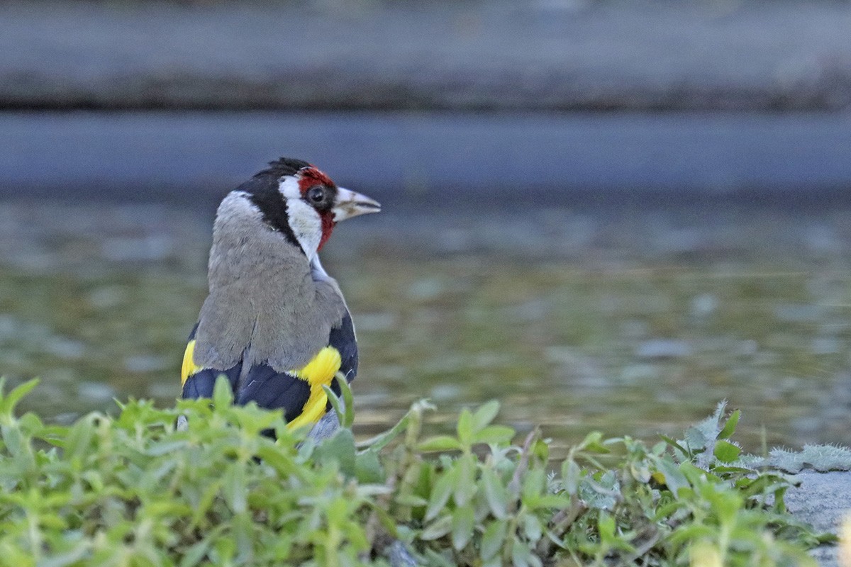 Chardonneret élégant - ML457737681