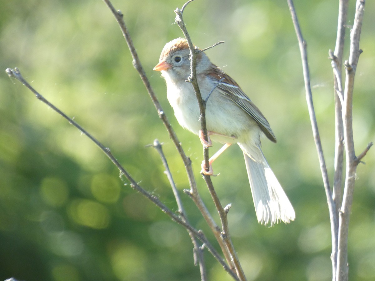 Field Sparrow - ML457737981