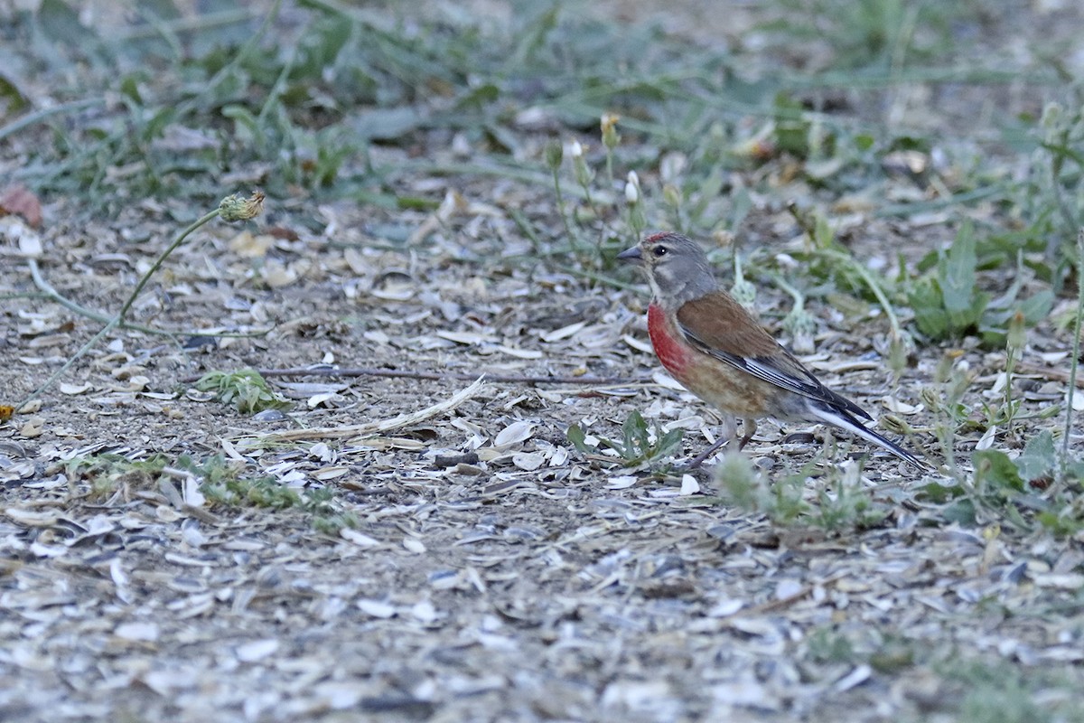 赤胸朱頂雀 - ML457738601