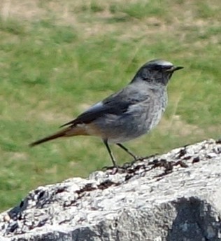 Black Redstart - ML457738981