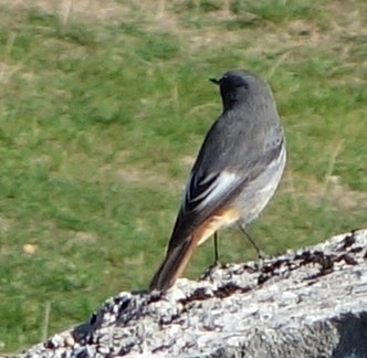 Black Redstart - ML457738991