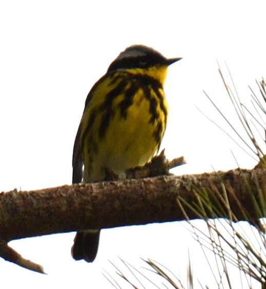 Magnolia Warbler - ML457739491