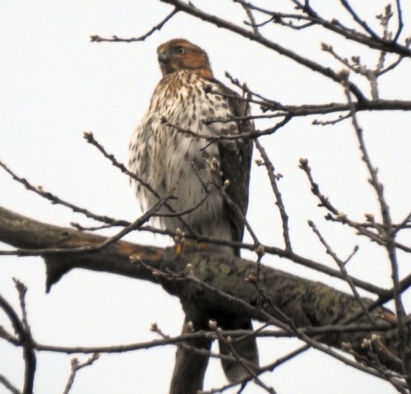 Cooper's Hawk - ML45773951