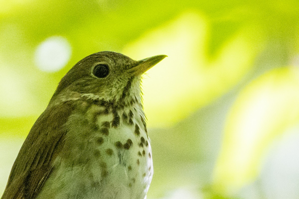 Hermit Thrush - ML457739671