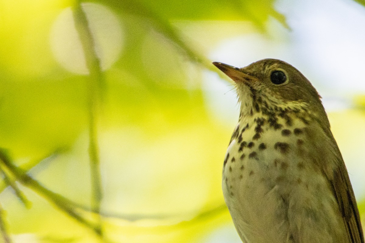 Hermit Thrush - ML457739701