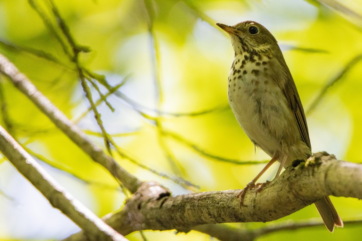 Hermit Thrush - Jeff Hullstrung