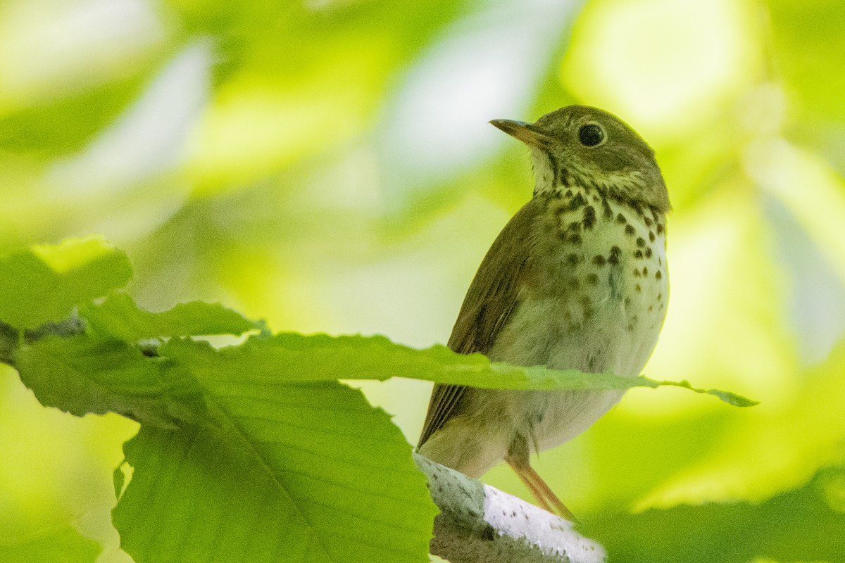 Hermit Thrush - ML457739891