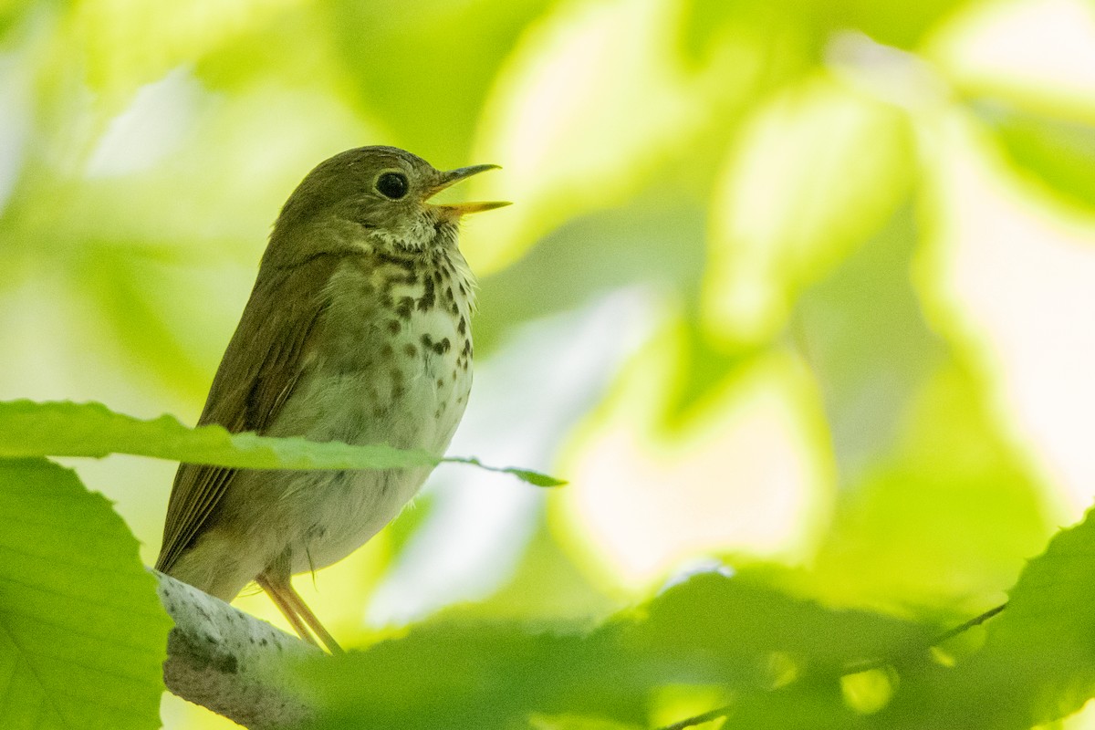 Hermit Thrush - ML457739931