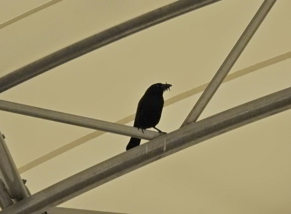 Common Grackle - ML457740121