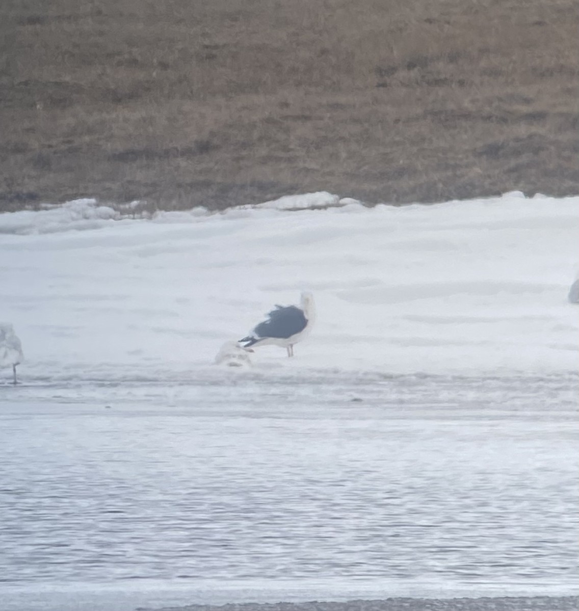 Gaviota de Kamchatka - ML457740291