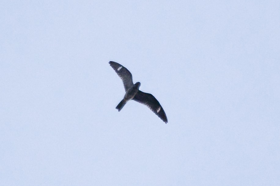 Common Nighthawk - Gordon Dimmig