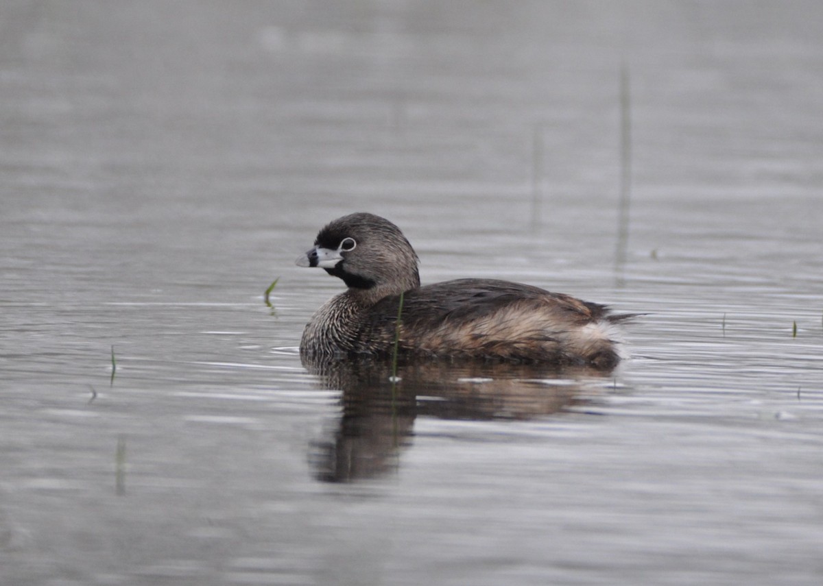 Pied-billed Grebe - Steven Pancol