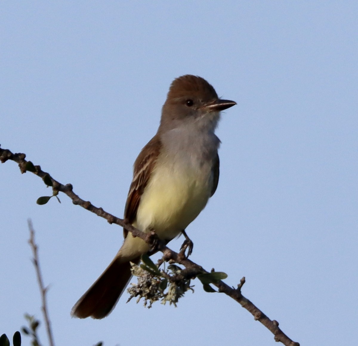 Brown-crested Flycatcher - ML457744331