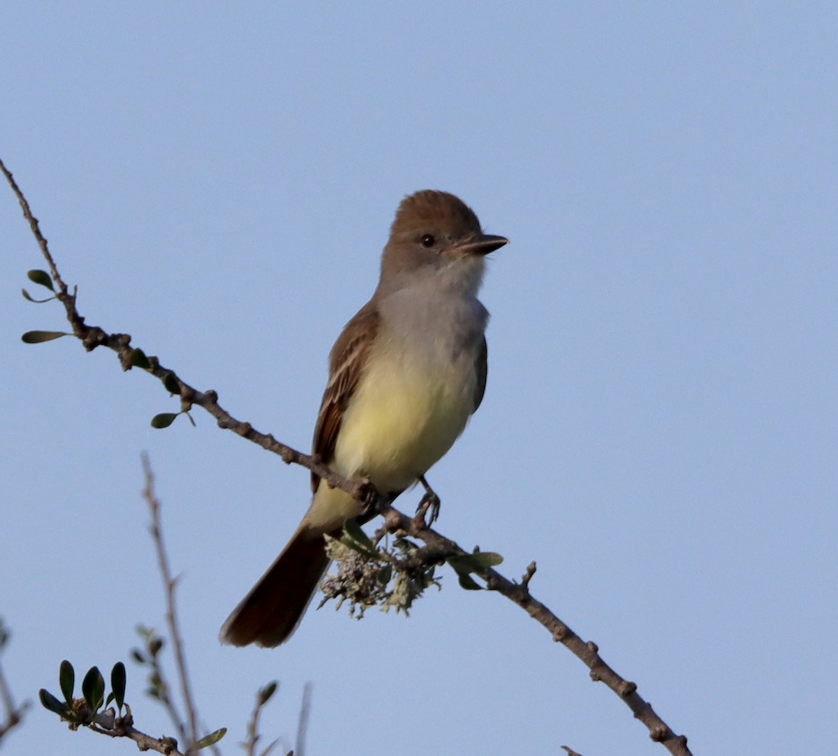 Brown-crested Flycatcher - Cheryl Rosenfeld