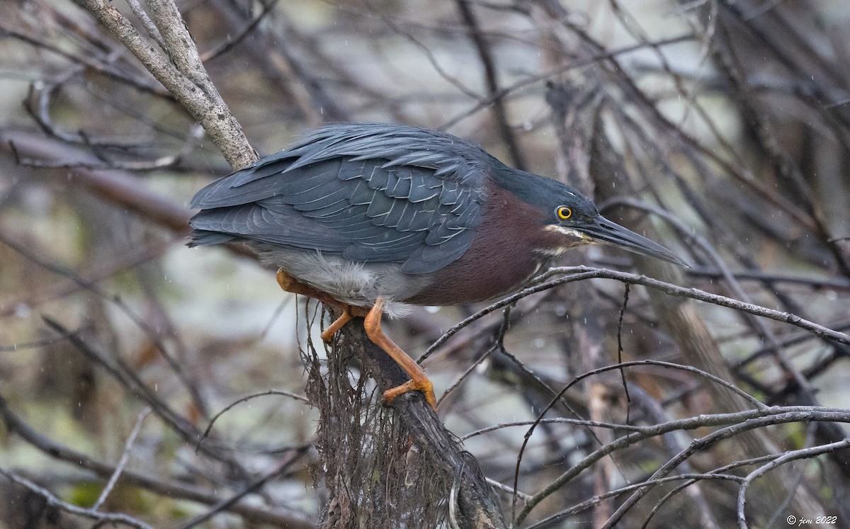 Green Heron - Carl & Judi Manning