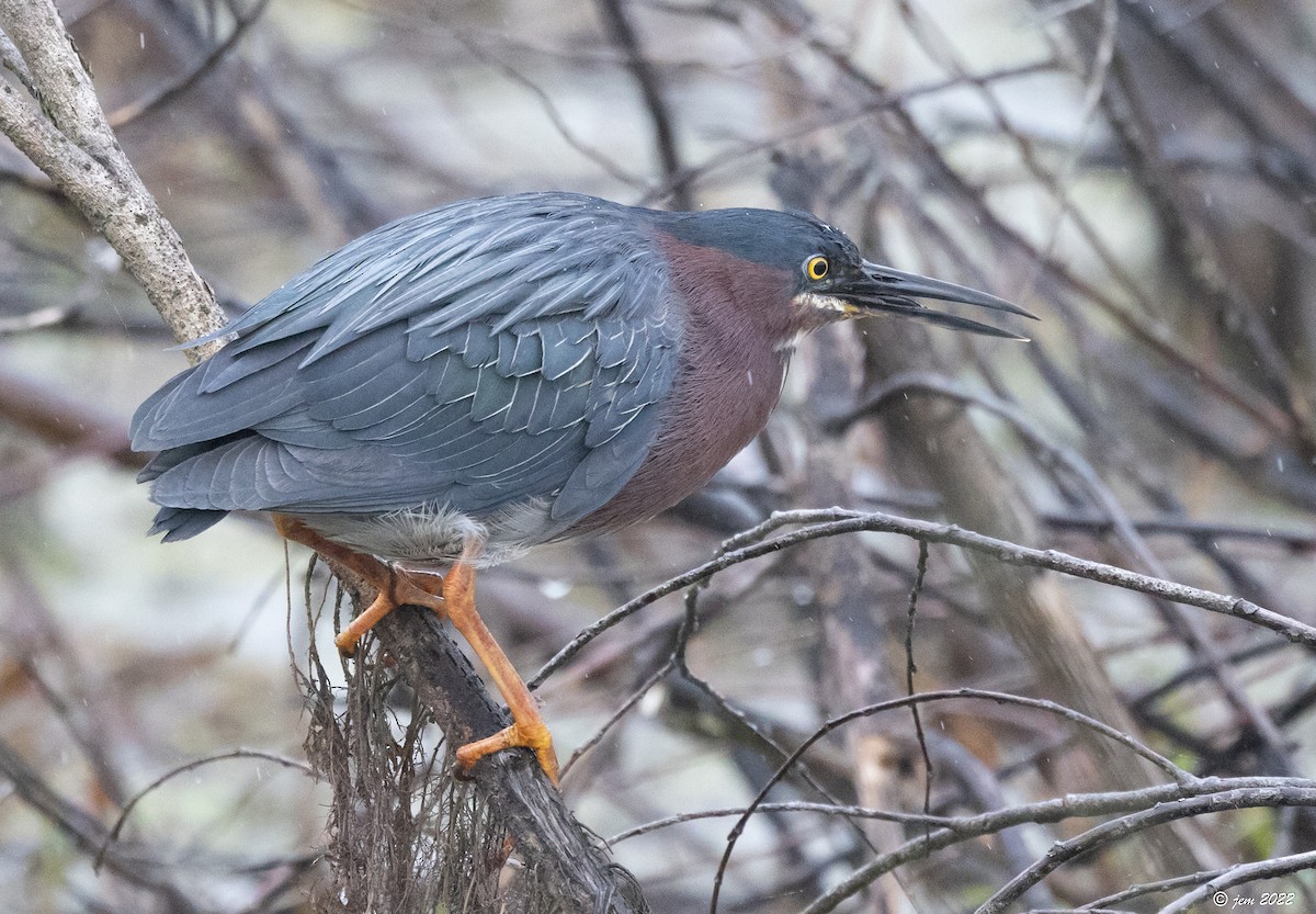 Green Heron - Carl & Judi Manning