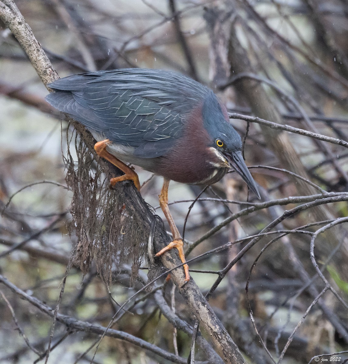 Green Heron - Carl & Judi Manning