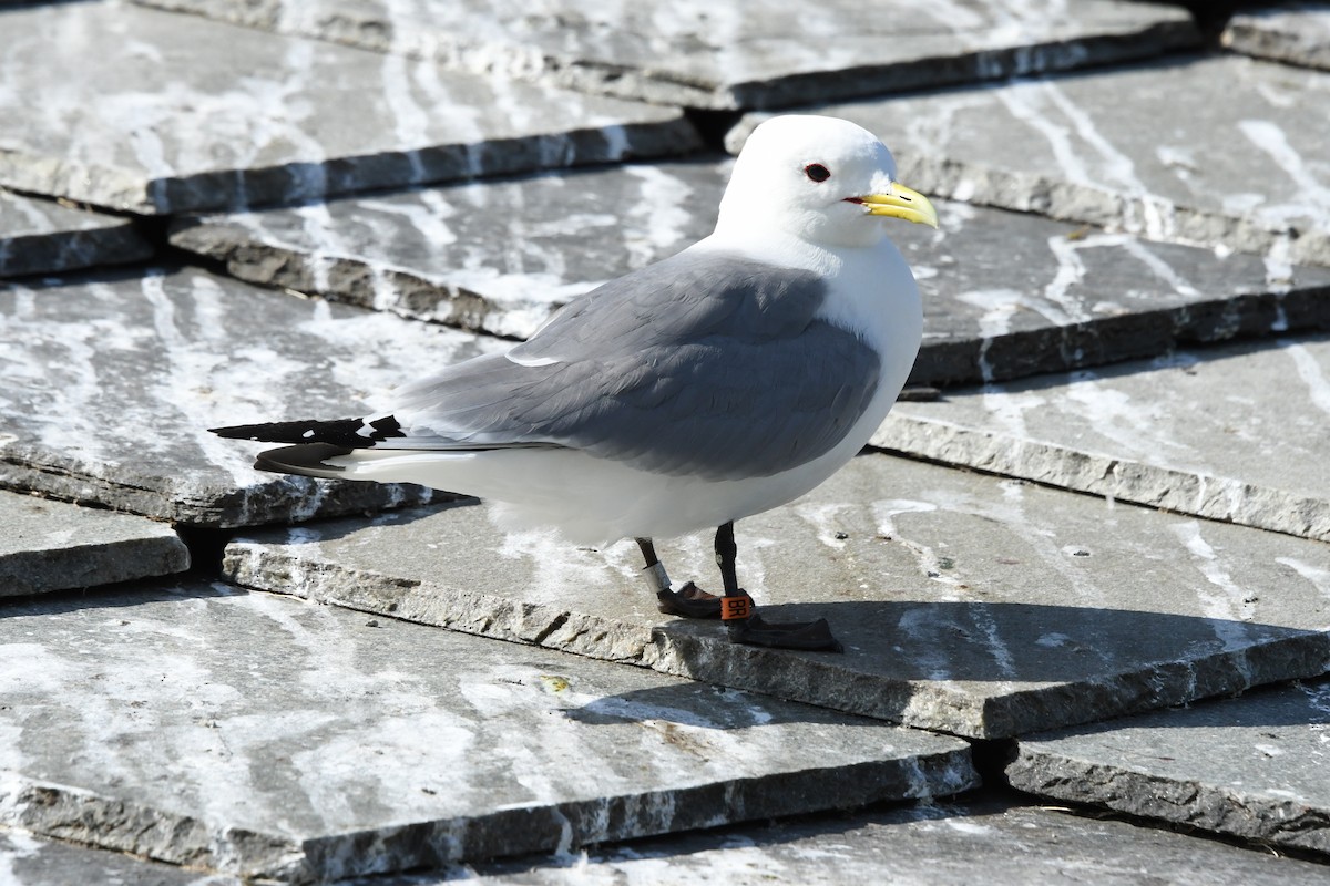 Mouette tridactyle - ML457748031