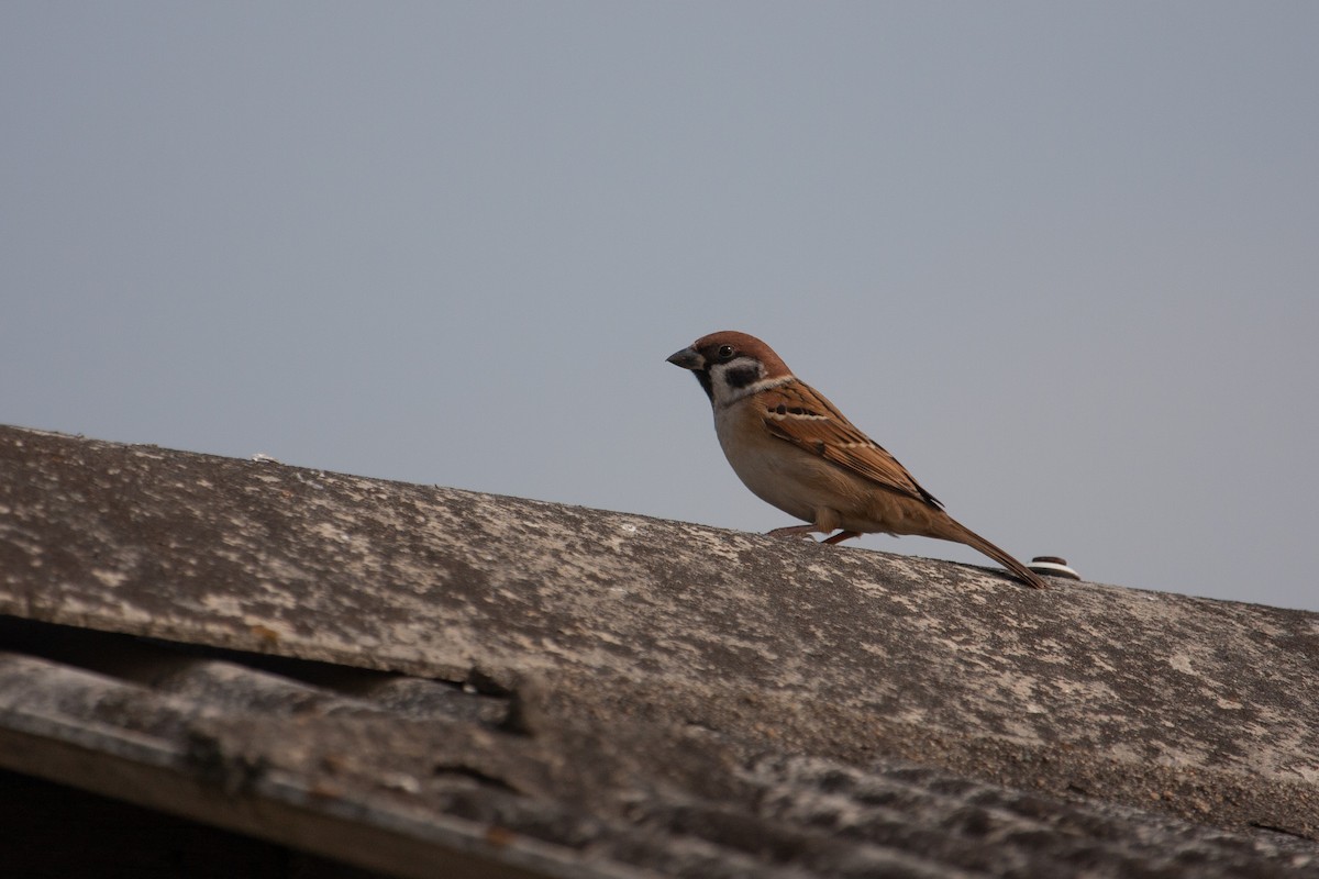 Eurasian Tree Sparrow - ML457750761