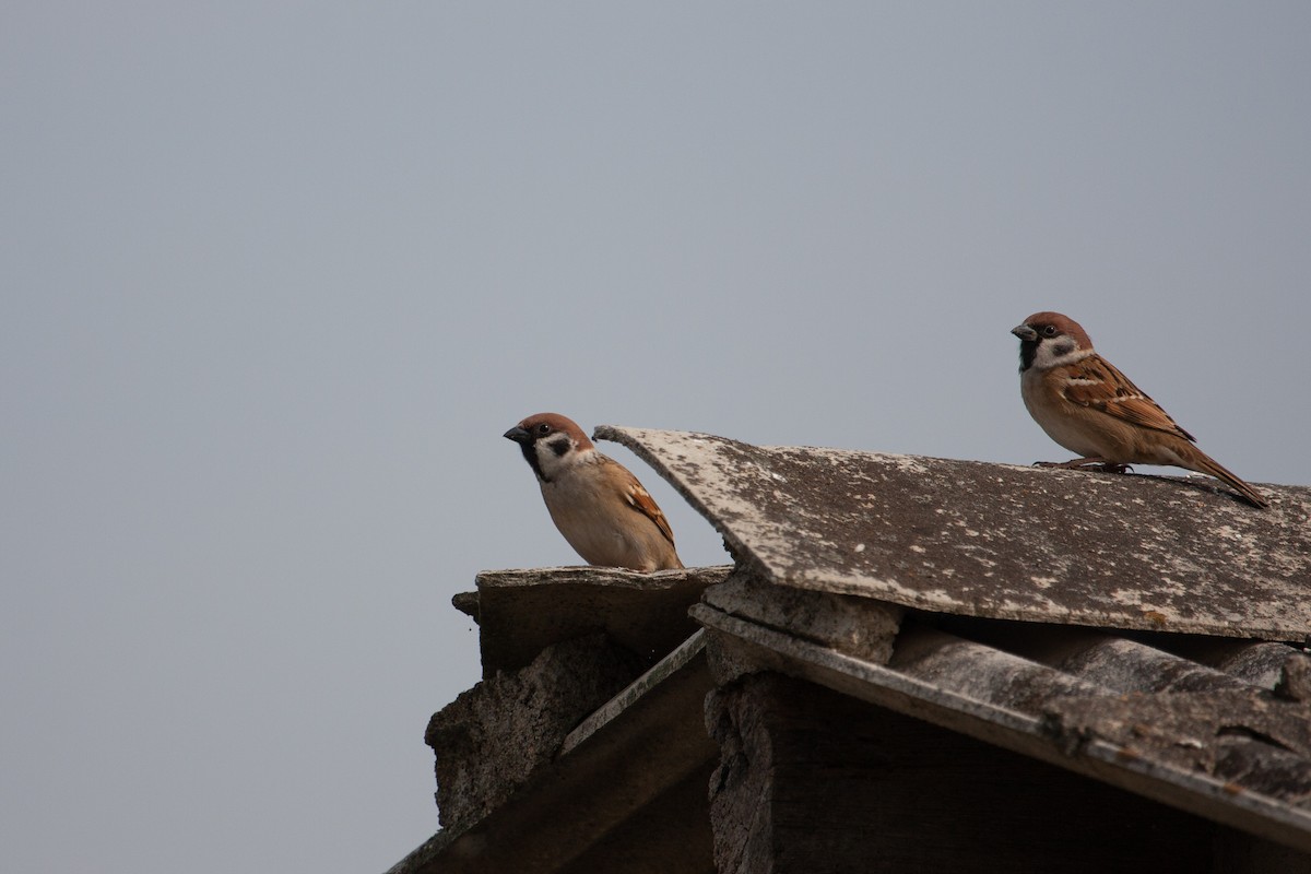 Eurasian Tree Sparrow - ML457750771