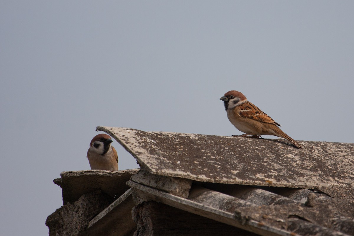 Eurasian Tree Sparrow - ML457750781