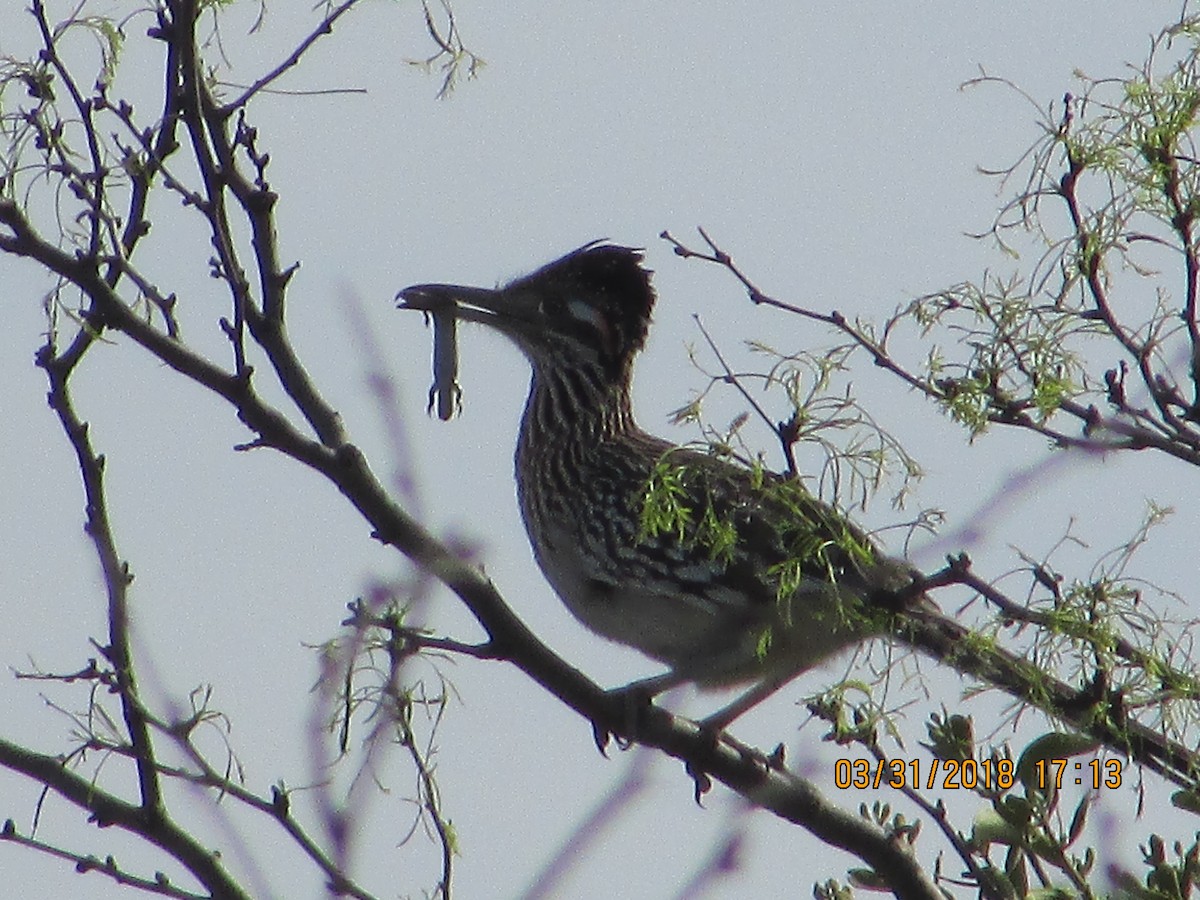 Greater Roadrunner - ML457751081