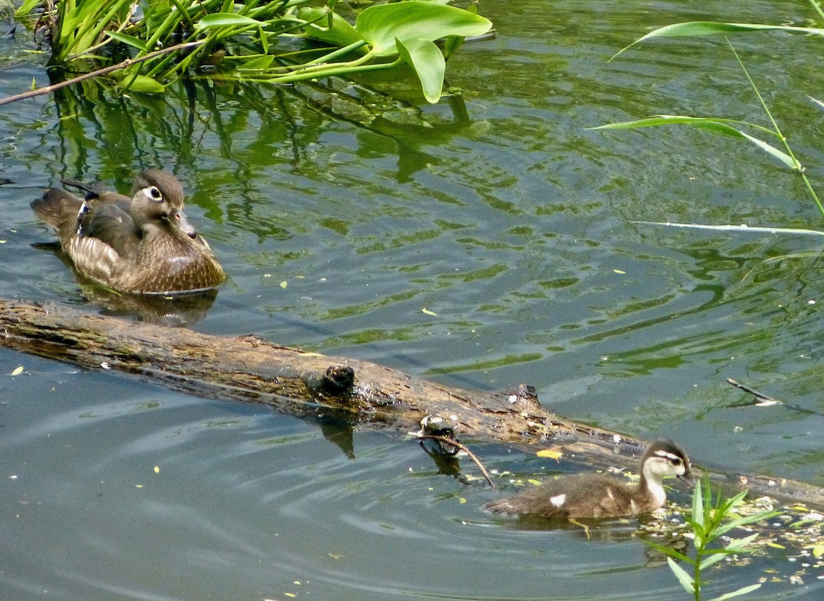 Wood Duck - ML457751851