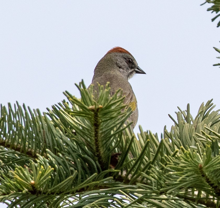 Green-tailed Towhee - ML457752351