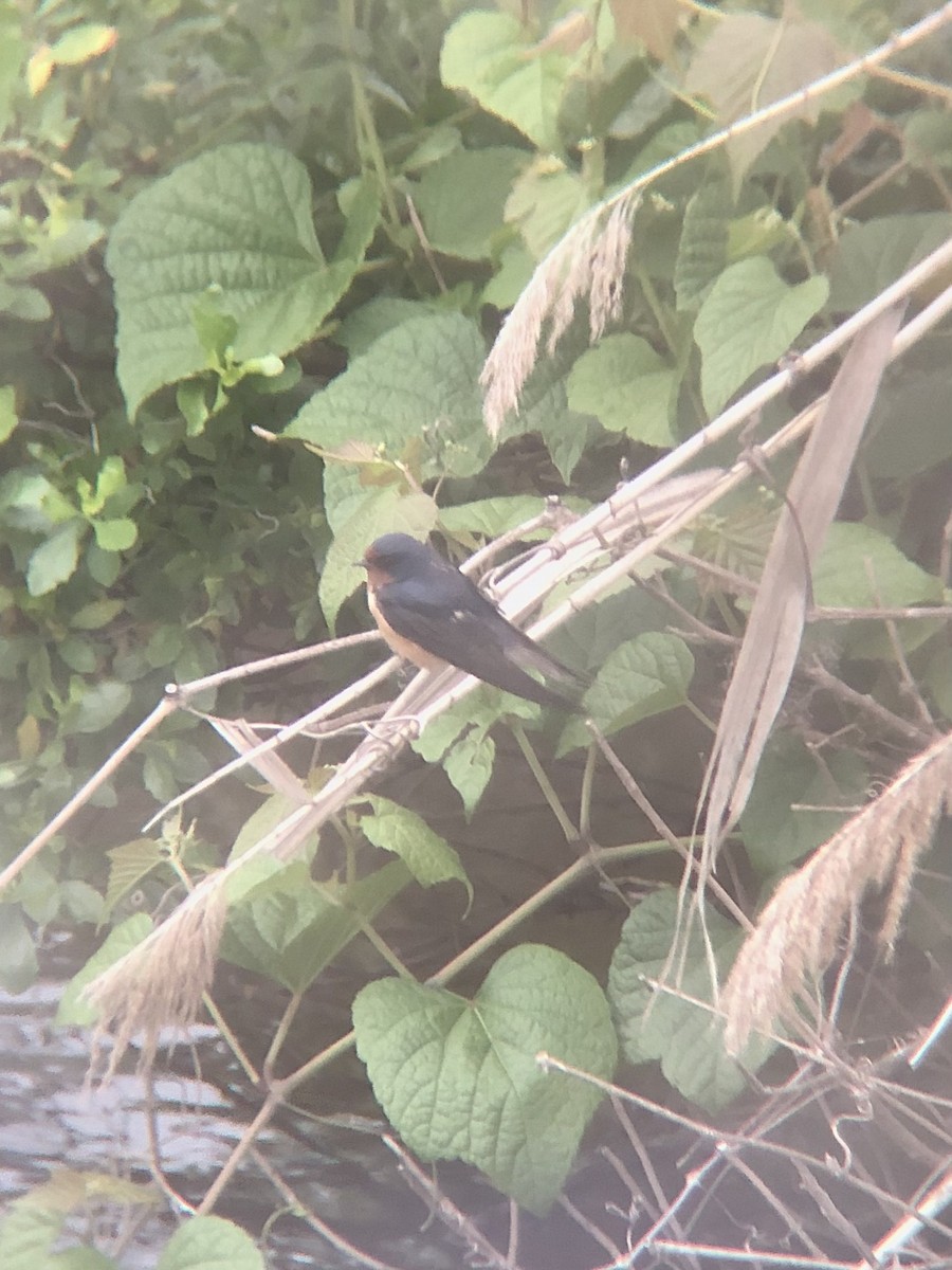 Barn Swallow (American) - ML457752551