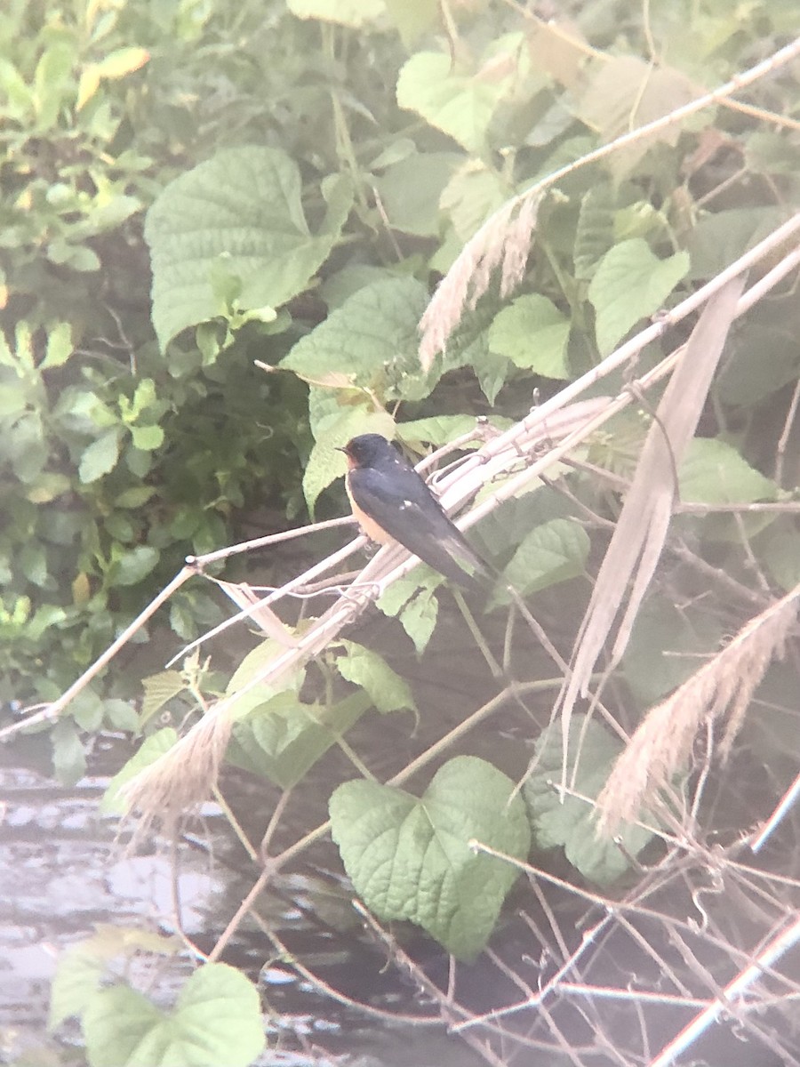 Barn Swallow (American) - ML457752571