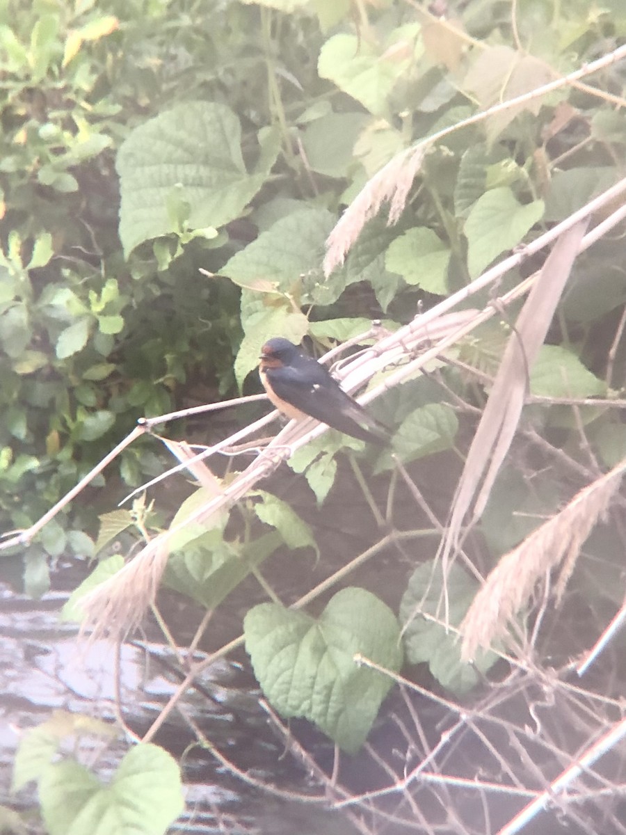 Barn Swallow (American) - KZ F