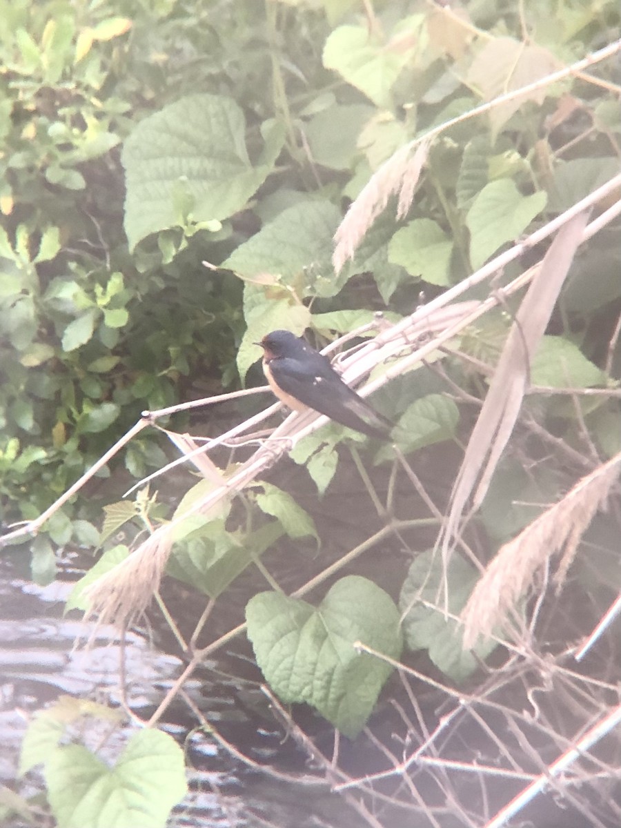 Barn Swallow (American) - ML457752591