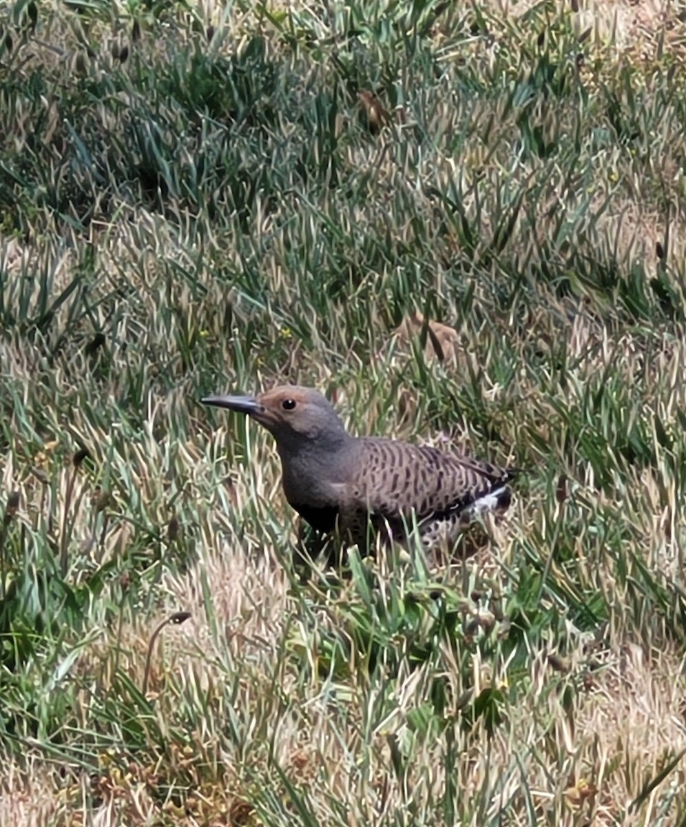 Northern Flicker - ML457752791