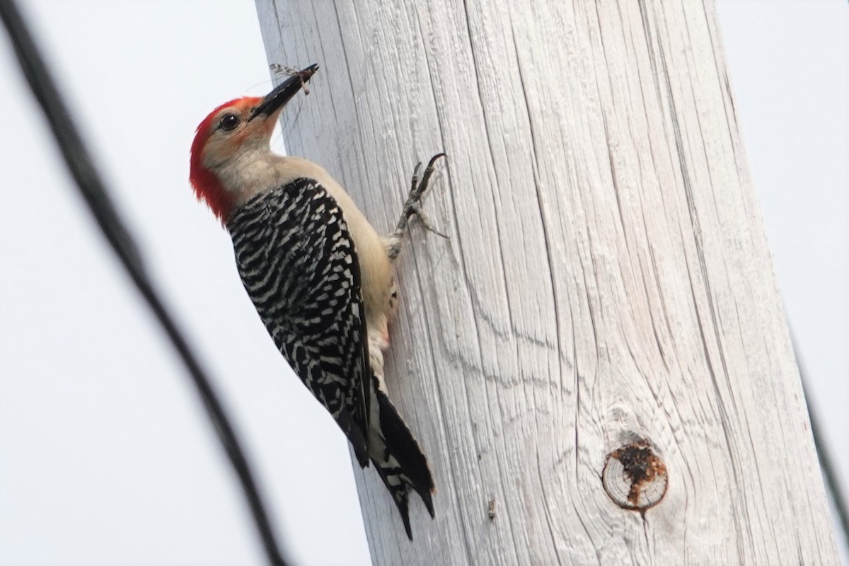 Red-bellied Woodpecker - ML457754281