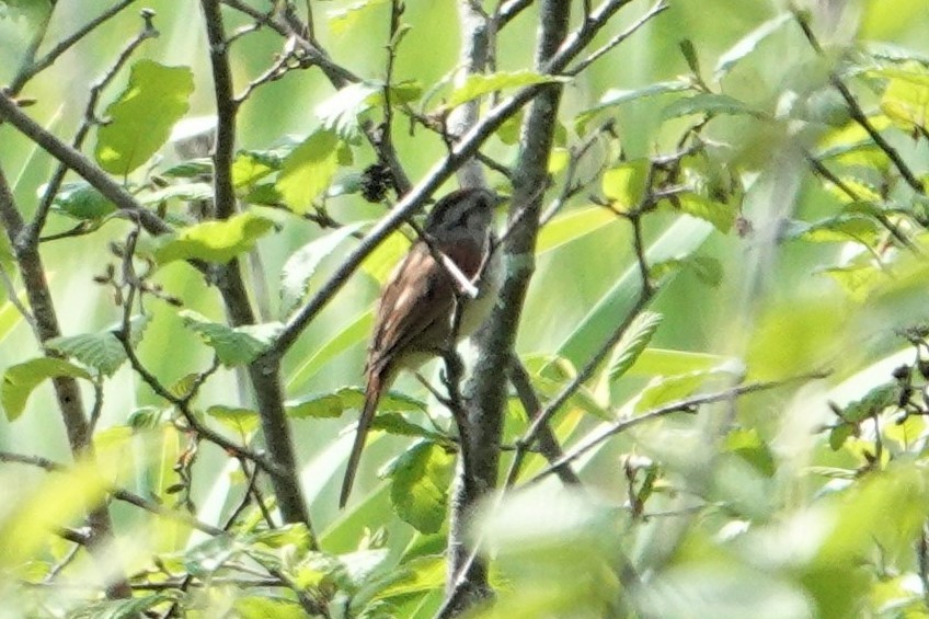 Swamp Sparrow - ML457754401