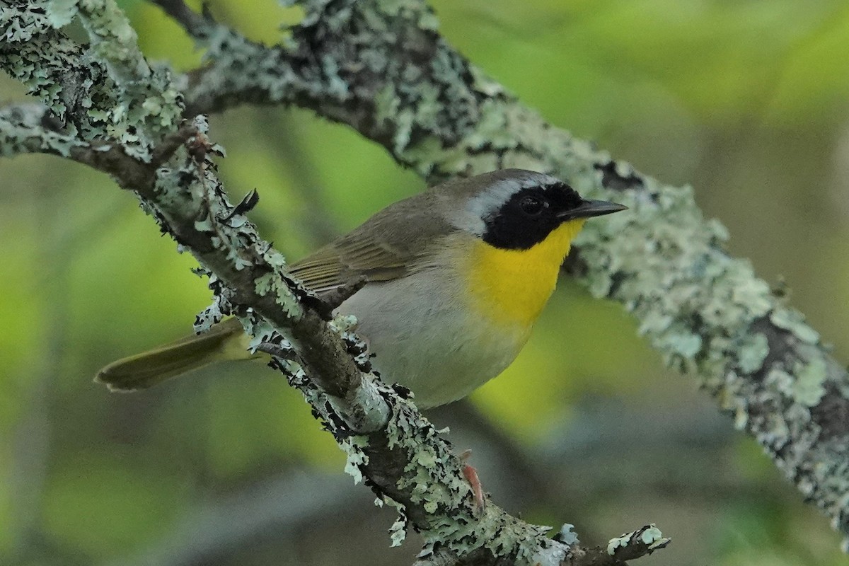 Common Yellowthroat - ML457754571