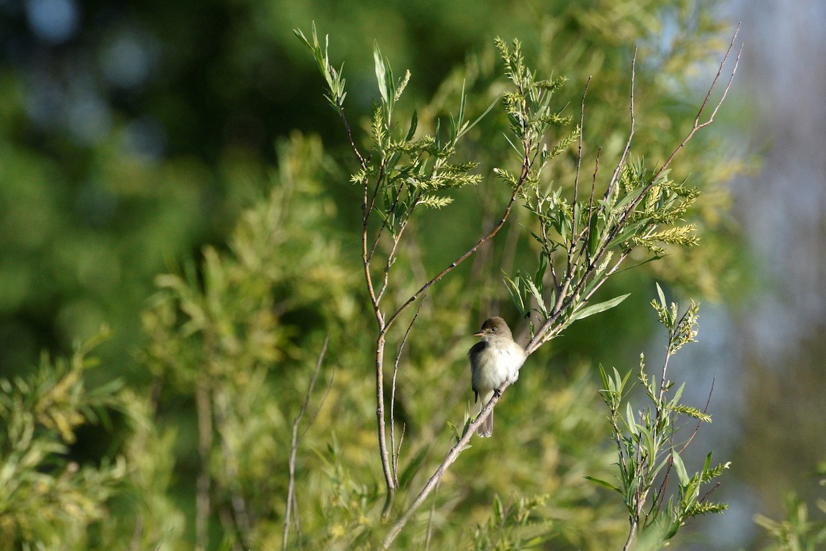 Willow Flycatcher - ML457757041