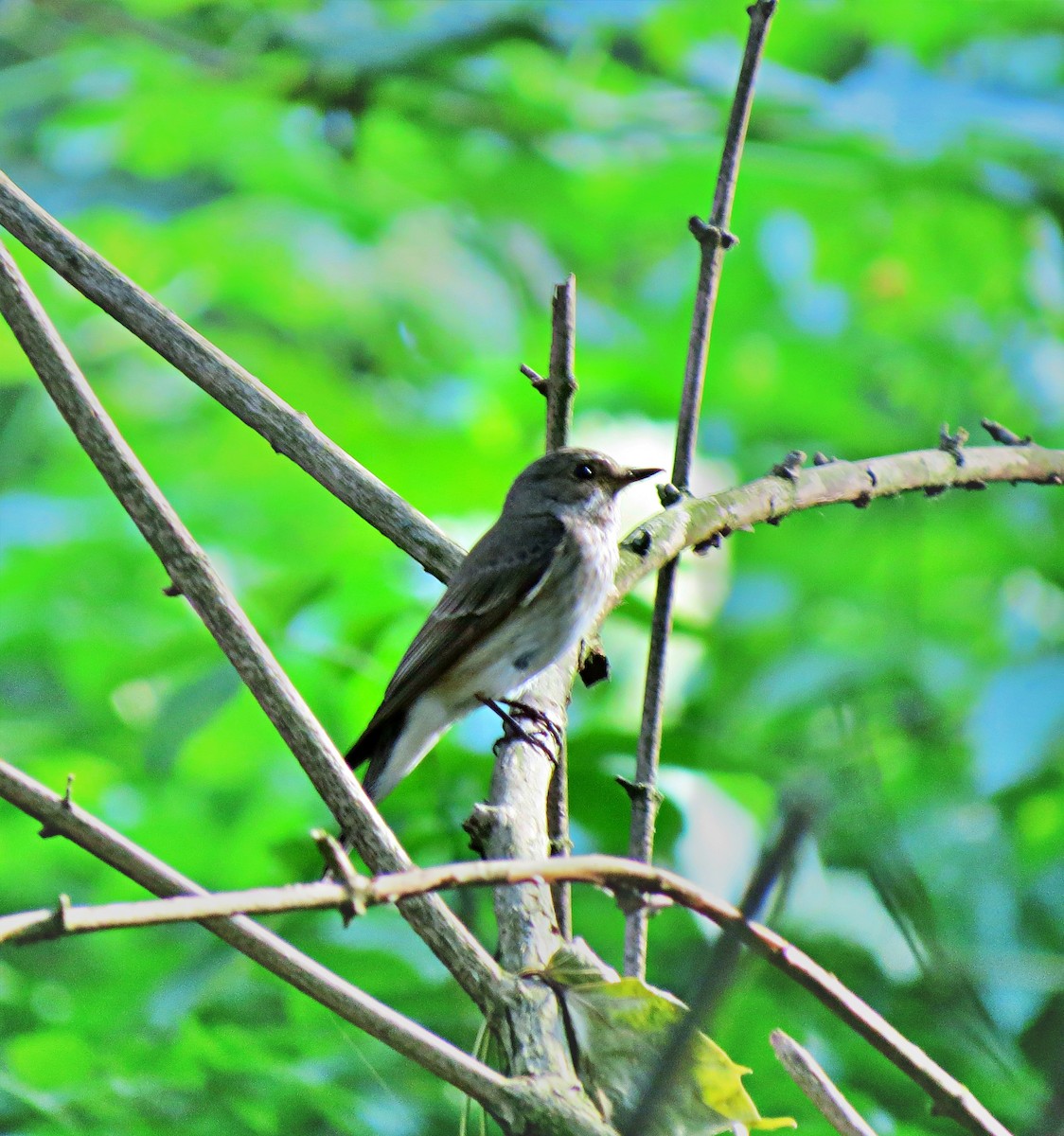 Spotted Flycatcher - Mikail Cengiz