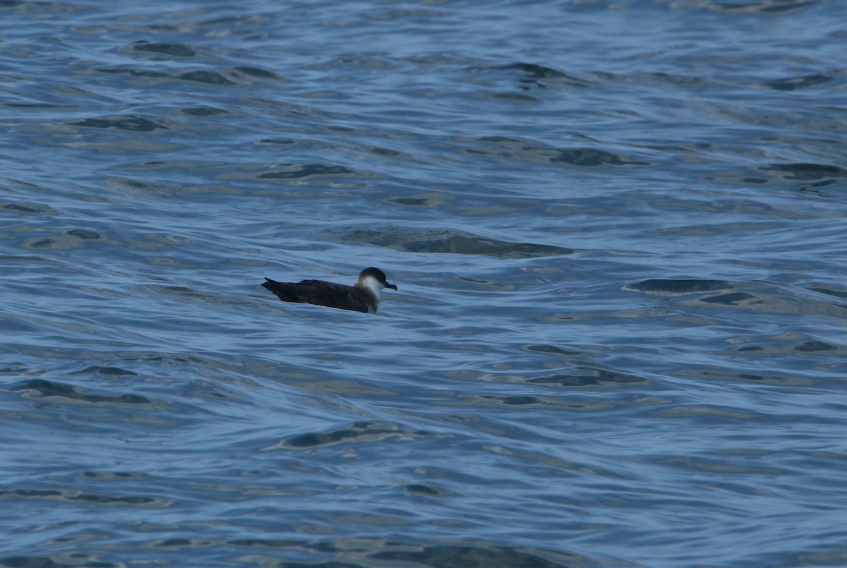 Great Shearwater - ML457762711